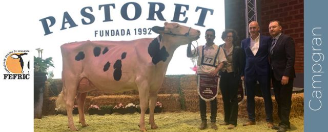 clasificación del 25º Concurso Catalán de la Raza Frisona 2025