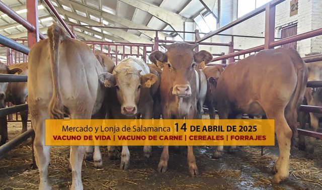 Análisis lonja y mercado de ganado vacuno para vida y carne de Salamanca 14 abril 2025