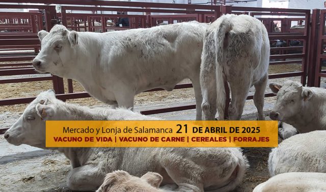 Análisis de la lonja ymercado de ganado vacuno de Salamanca con terneras, vacas y toros y cereal el 21 de abril de 2025