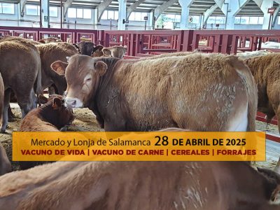 Análisis de la lonja y mercado de ganado vacuno y carne y cereal de Salamanca 28 de abril