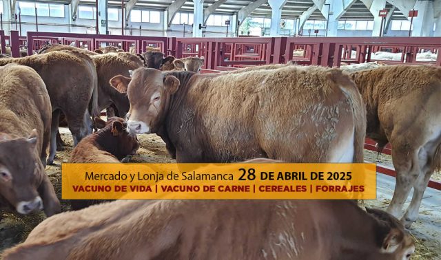 Análisis de la lonja y mercado de ganado vacuno y carne y cereal de Salamanca 28 de abril