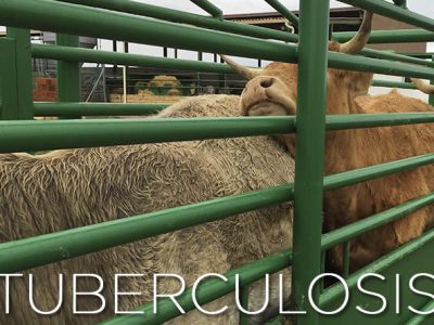 Salamanca mejora sus datos de tuberculosis bovina, mientras Zamora empieza a preocupar