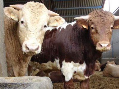 Agrocompostaje avanzado de estiércoles de vacuno de carne, una propuesta de mejores técnicas disponibles