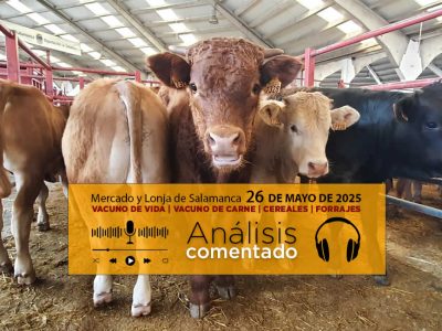 Análisis de la lonja y mercado de ganado de Salamanca 26 de mayo