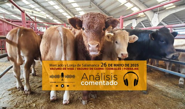 Análisis de la lonja y mercado de ganado de Salamanca 26 de mayo