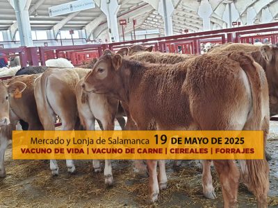 Análisis de la lonja y mercado de ganado vacuno de Salamanca 19 de mayo de 2025