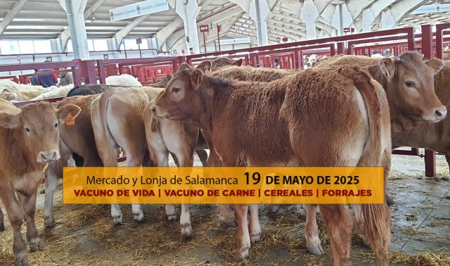 Análisis de la lonja y mercado de ganado vacuno de Salamanca 19 de mayo de 2025