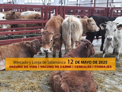 Análisis de la lonja y mercado de ganado de Salamanca 12 de mayo