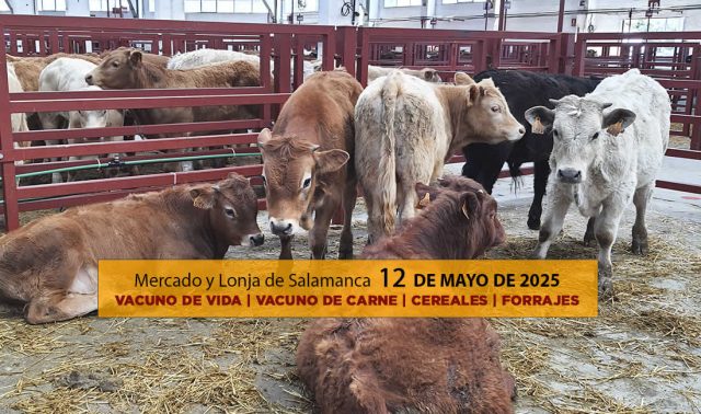 Análisis de la lonja y mercado de ganado de Salamanca 12 de mayo