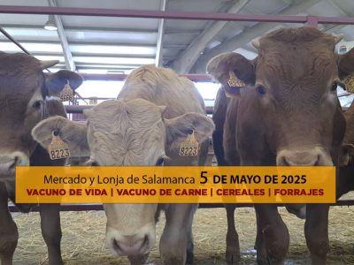 Análisis de la lonja y mercado de ganado vacuno y cereal de Salamanca 5 de mayo de 2025