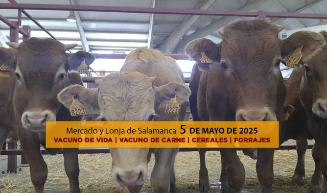 Análisis de la lonja y mercado de ganado vacuno y cereal de Salamanca 5 de mayo de 2025