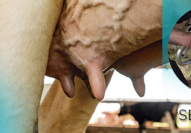 Estrategias de secado en vacas lecheras: evaluación