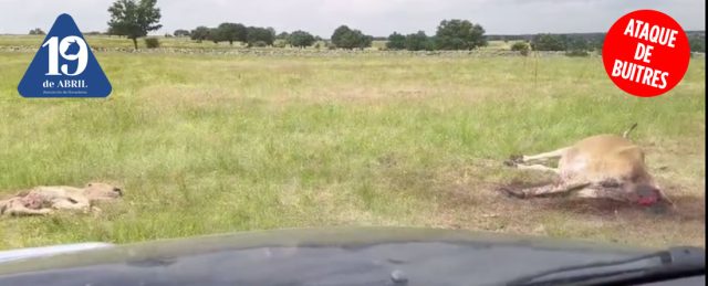 Una vaca y un ternero mueren por el ataque de buitres, las administraciones siguen sin actuar