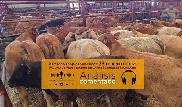 Análisis de la lonja y mercado de ganado de Salamanca 23 de junio de 2025