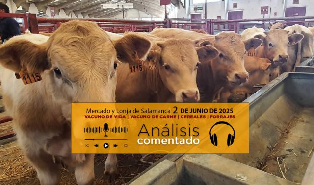 Análisis de la lonja y mercado de ganado vacuno de Salamanca 2 de junio de 2025