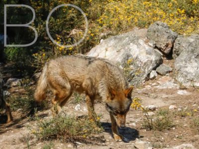 UPA aplaude el cambio de estatus del lobo en la UE y pide a España su trasposición urgente