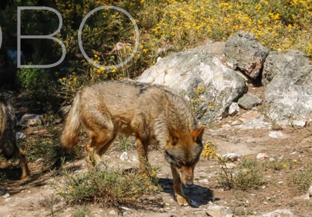 UPA aplaude el cambio de estatus del lobo en la UE y pide a España su trasposición urgente