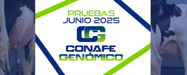Nuevas pruebas CONAFE Junio 2025 de raza frisona