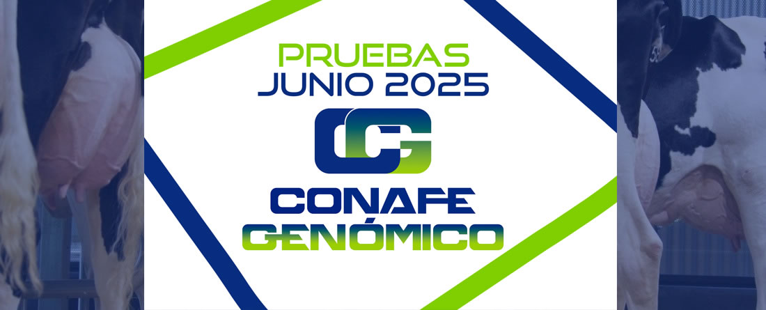 Nuevas pruebas CONAFE Junio 2025 de raza frisona
