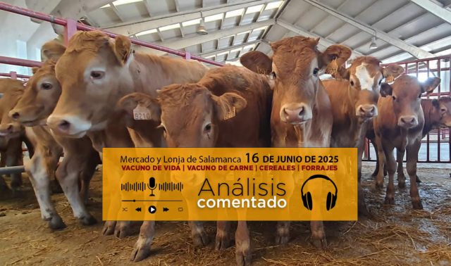 Análisis de la lonja y mercado de ganado vacuno de Salamanca 16 de junio