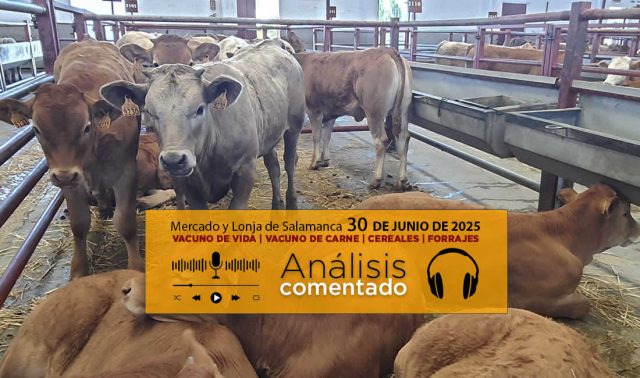 Análisis de la lonja y mercado de ganado vacuno de Salamanca 23 de junio de 2025
