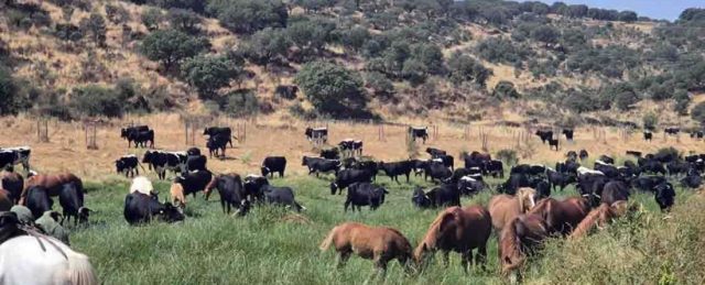 Un año más la trashumancia vuelve a Gredos