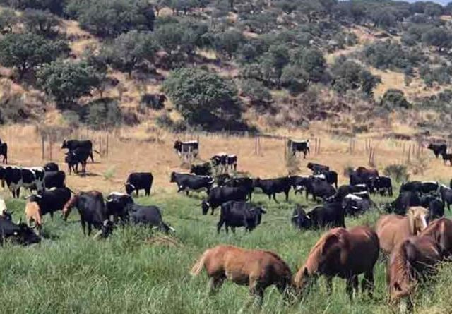 Un año más la trashumancia vuelve a Gredos