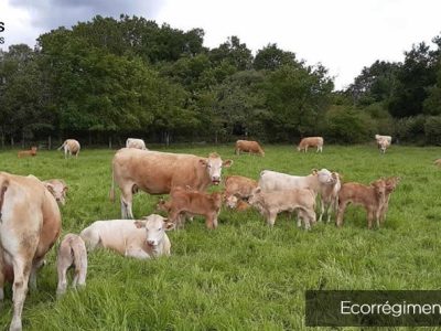 Unión de Uniones critica al MAPA y al FEGA por haber convertido la justificación del ecorrégimen de pastoreo extensivo en un galimatías burocrático