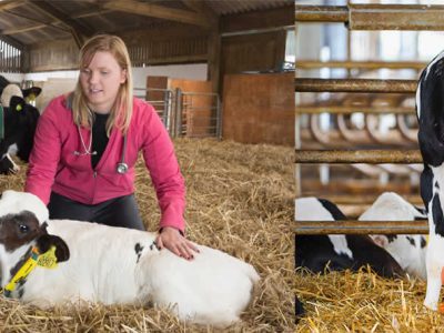 ZOETIS y el papel de las bacterias en el SRB: conclusiones de un estudio desarrollado en España y claves para la prevención en novillas de leche