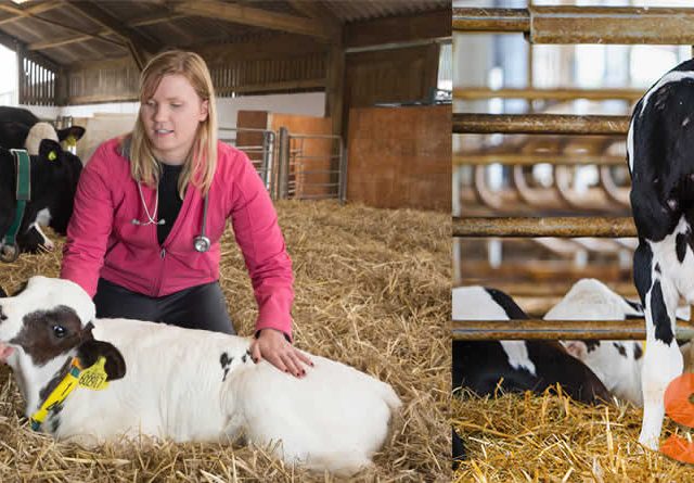 ZOETIS y el papel de las bacterias en el SRB: conclusiones de un estudio desarrollado en España y claves para la prevención en novillas de leche