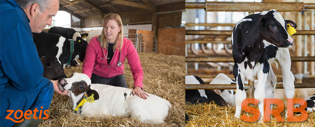 ZOETIS y el papel de las bacterias en el SRB: conclusiones de un estudio desarrollado en España y claves para la prevención en novillas de leche