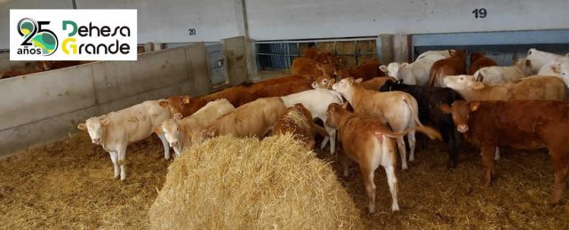 Dehesa Grande renueva el sello welfair® de bienestar animal en su industria cárnica y en sus granjas de cebo