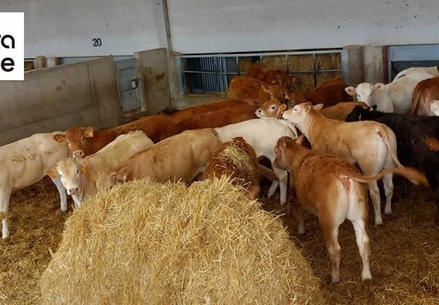 Dehesa Grande renueva el sello welfair® de bienestar animal en su industria cárnica y en sus granjas de cebo