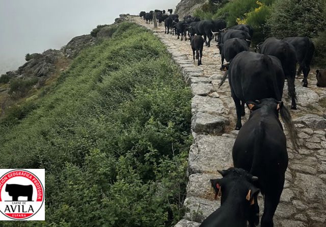 Ganadores del Concurso de Fotografía Trashumancia 2025 Avileña y Carne de Ávila