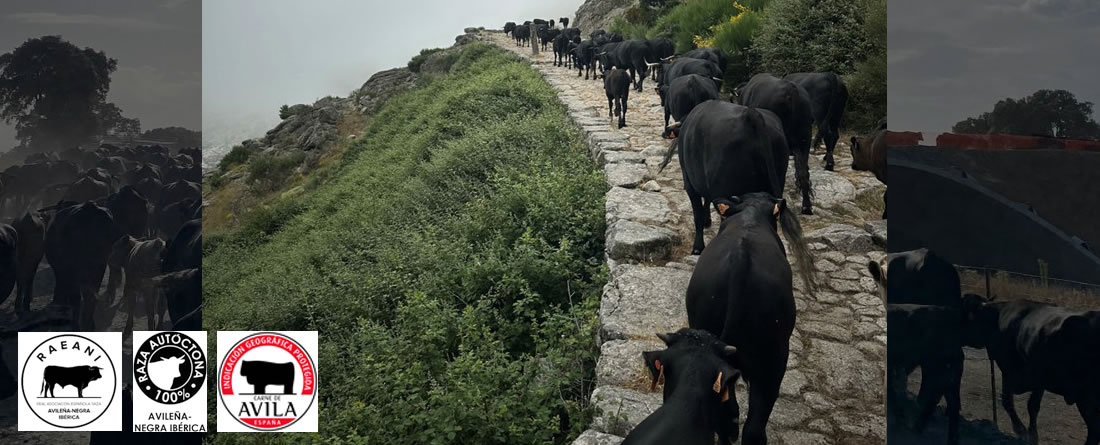 Ganadores del Concurso de Fotografía Trashumancia 2025 Avileña y Carne de Ávila