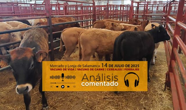 Análisis de la lonja y mercado de ganado vacuno de Salamanca 14 de julio