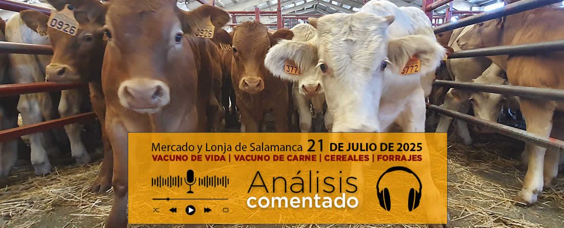 Análisis de la lonja y mercado de ganado vacuno de Salamanca 21 de julio 2025