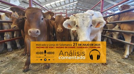 Análisis de la lonja y mercado de ganado vacuno de Salamanca 21 de julio 2025
