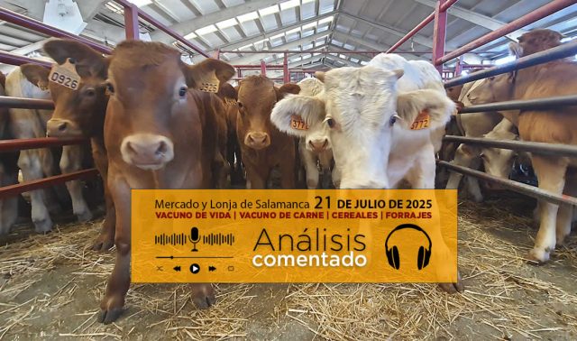 Análisis de la lonja y mercado de ganado vacuno de Salamanca 21 de julio 2025