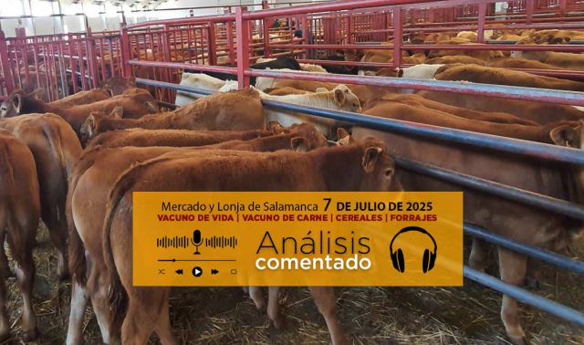 Análisis de la lonja y mercado de ganado vacuno de Salamanca 7 de julio