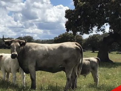 La Asociación de Ganaderos 19 de Abril valora el cese del Director General de Sanidad de la Producción Agroalimentaria y Bienestar Animal.