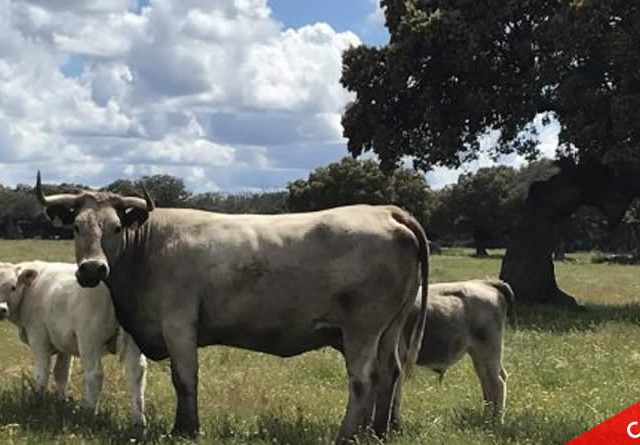 La Asociación de Ganaderos 19 de Abril valora el cese del Director General de Sanidad de la Producción Agroalimentaria y Bienestar Animal.