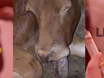 Ante el aumento de casos de lengua azul, UPA solicita al Ministerio de Agricultura una reunión urgente