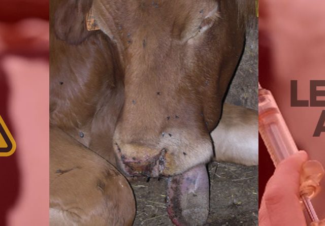 Ante el aumento de casos de lengua azul, UPA solicita al Ministerio de Agricultura una reunión urgente