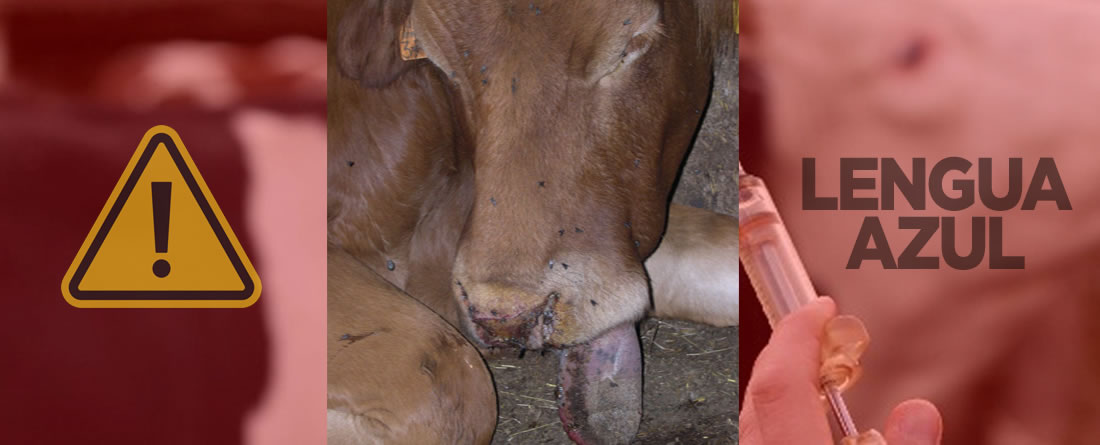 Ante el aumento de casos de lengua azul, UPA solicita al Ministerio de Agricultura una reunión urgente