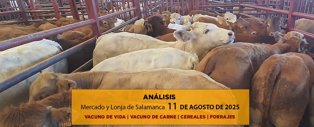 Análisis de la lonja y mercado de ganado vacuno de Salamanca 11 de agosto