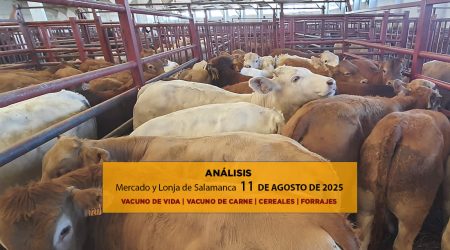 Análisis de la lonja y mercado de ganado vacuno de Salamanca 11 de agosto