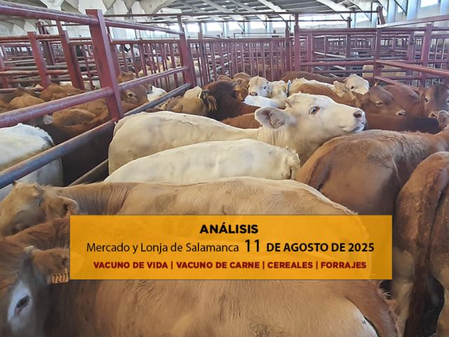 Análisis de la lonja y mercado de ganado vacuno de Salamanca 11 de agosto