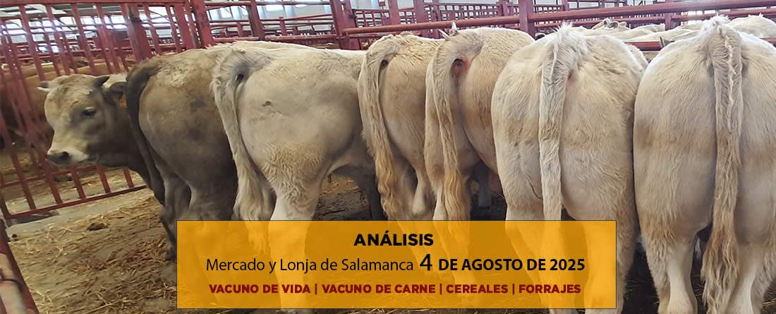 Análisis de la lonja y mercado de ganado vacuno de Salamanca 4 de agosto
