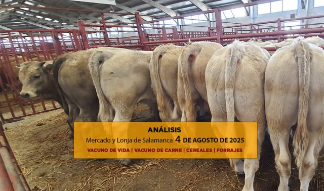 Análisis de la lonja y mercado de ganado vacuno de Salamanca 4 de agosto